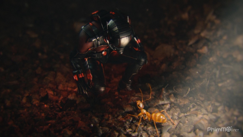 Người Kiến - Ant-Man