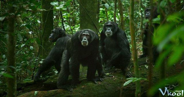 Xem Phim Đế Chế Tinh Tinh - Chimp Empire - Vkool.TV - Ảnh 1